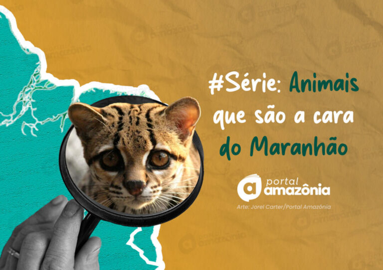 #Série l A cara da Amazônia: 5 animais que são a cara do Maranhão