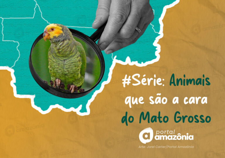 #Série l A cara da Amazônia: 5 animais que são a cara do Mato Grosso