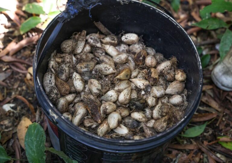 Do murumuru ao mundo: mulheres moldam bioeconomia acreana com saber ancestral e cuidado com a floresta