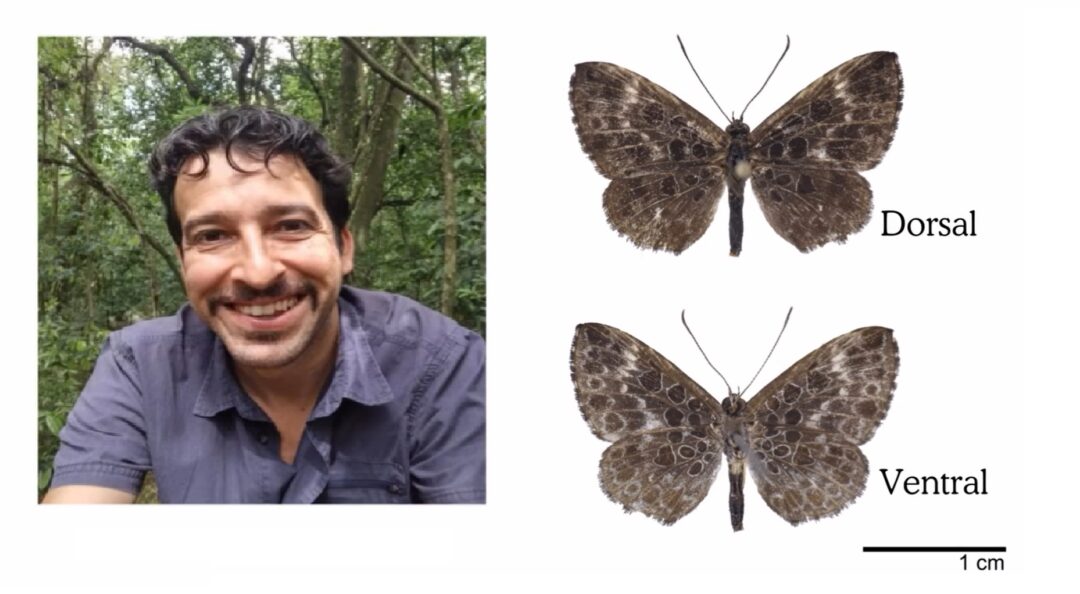 Nova espécie da borboleta foi batizada em homenagem ao pesquisador Lucas Kaminski