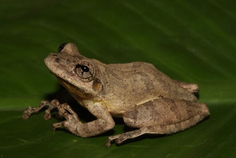 Nova espécie de sapo semiarbóreo é descoberta na Amazônia peruana