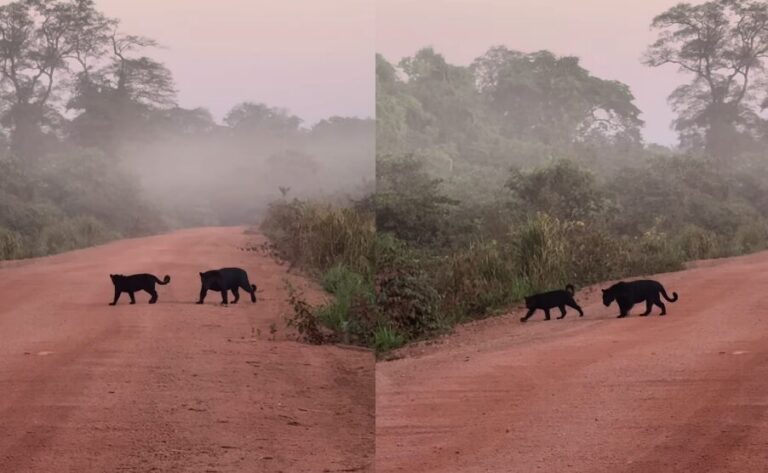 Onças-pretas são flagradas atravessando estrada em Mato Grosso