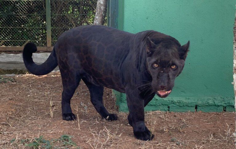 onças-pretas podem ser encontradas em várias regiões