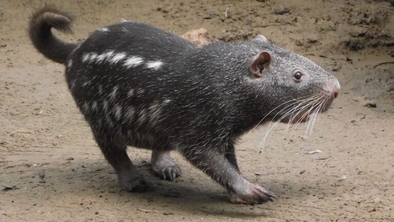 5 curiosidades sobre a pacarana, terceiro maior roedor do mundo