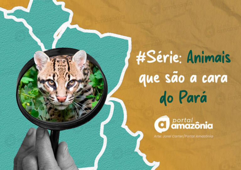#Série l A cara da Amazônia: 5 animais que são a cara do Pará