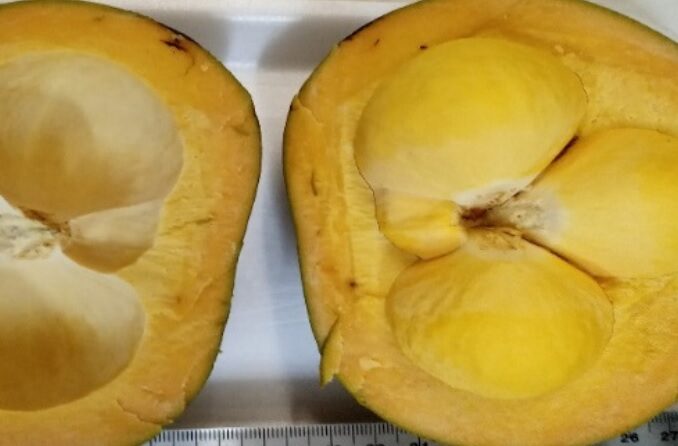 Livro gratuito destaca piquiá da Amazônia e suas aplicações biotecnológicas