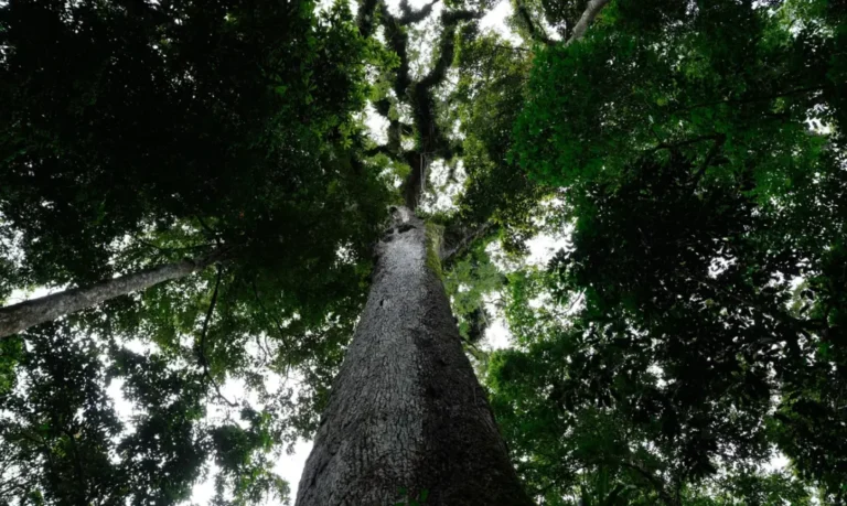 Lula sanciona lei do licenciamento ambiental com 63 vetos
