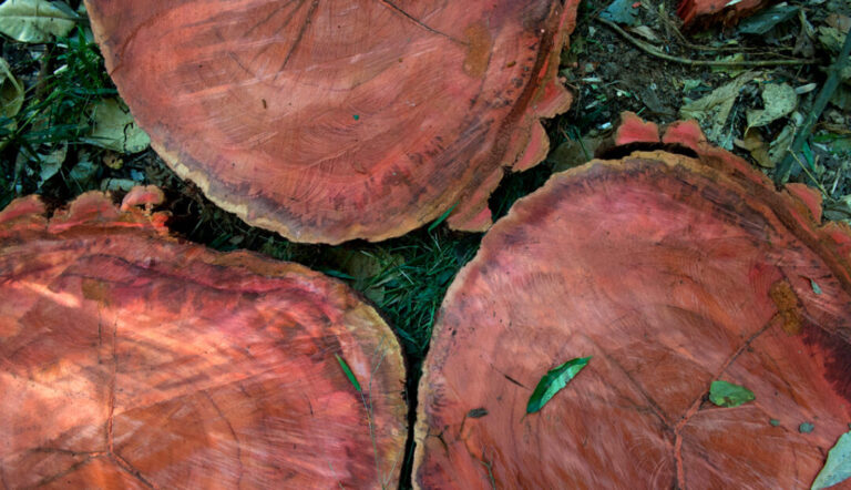 Árvores da Amazônia já registram efeitos de secas intensas