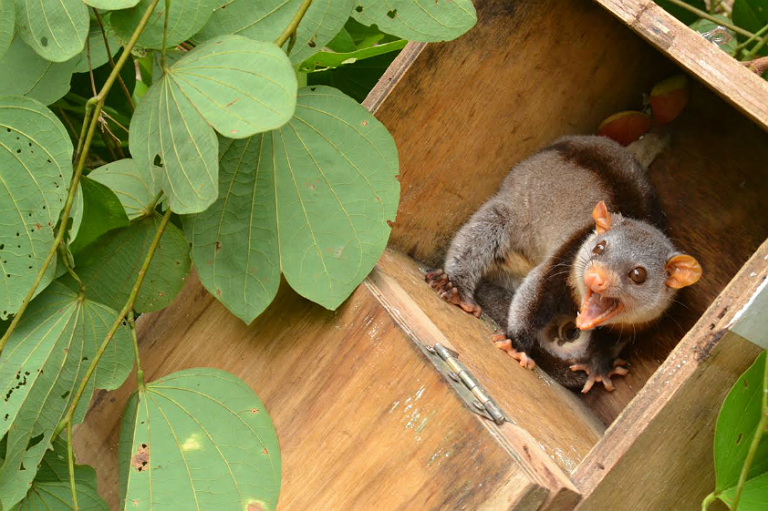 Cuíca-de-colete Foto: Júlia Laterza Barbosa