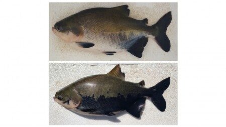 Nível de estresse em tambaqui cultivado o faz mudar de cor, mostra estudo