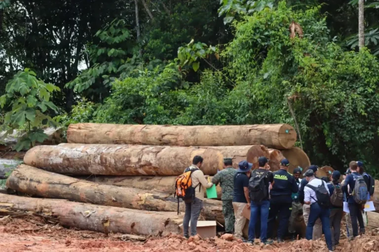 Brasil, Peru e Colômbia unem forças contra a exploração madeireira ilegal no Trapézio Amazônico