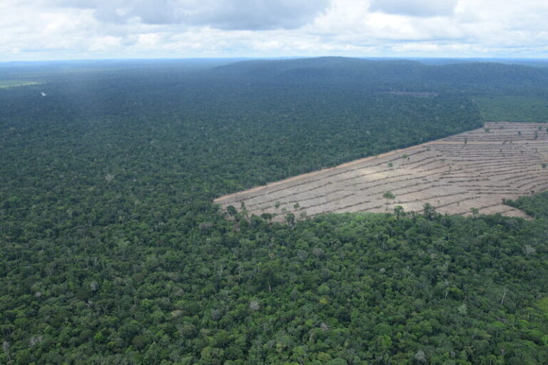 Desmatamento na Amazônia migra de áreas públicas para uso privado