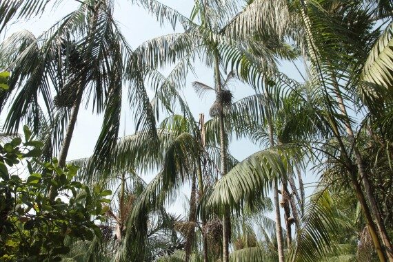 imagem colorida mostra açaízeiros usados em estudo com abelhas sem ferrão em rondônia 