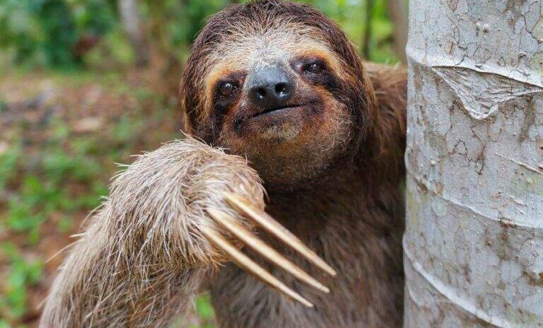 Preguiça-de-três-dedos é um mamífero lento, porém fundamental para a natureza