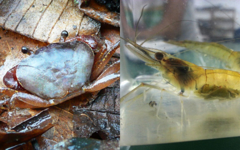 Você sabia que caranguejos e camarões podem ser encontrados no campus da UFAM em Manaus?