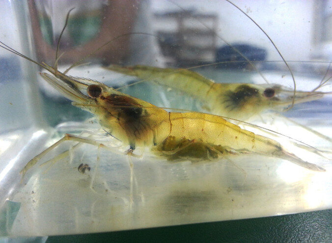 Camarões são encontrados na Ufam