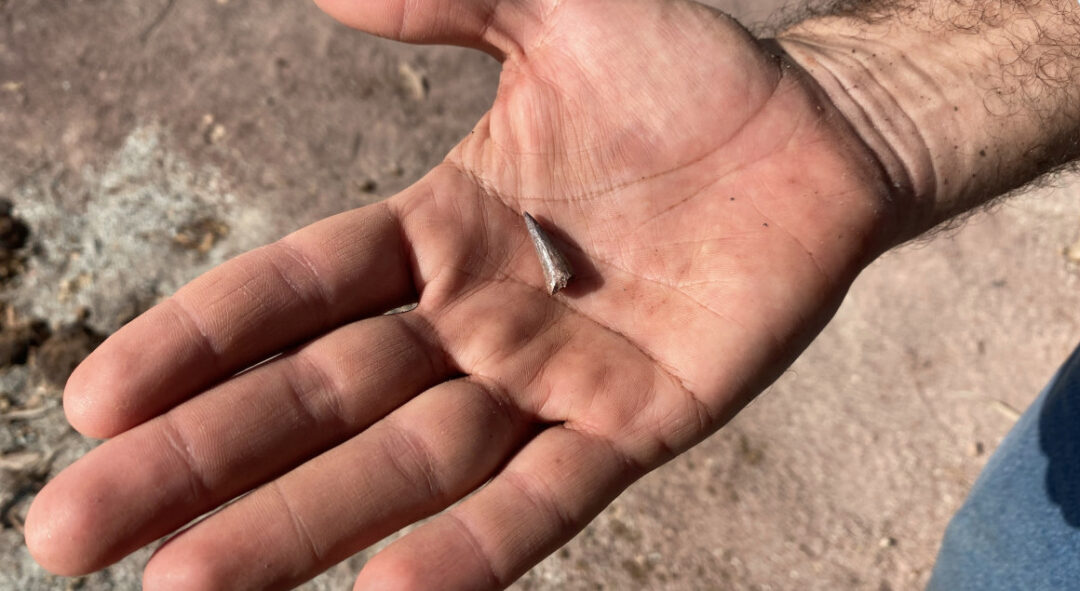 Nova espécie de dinossauro