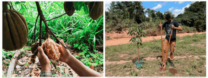 Projeto inovador produz mudas da castanha do Maranhão