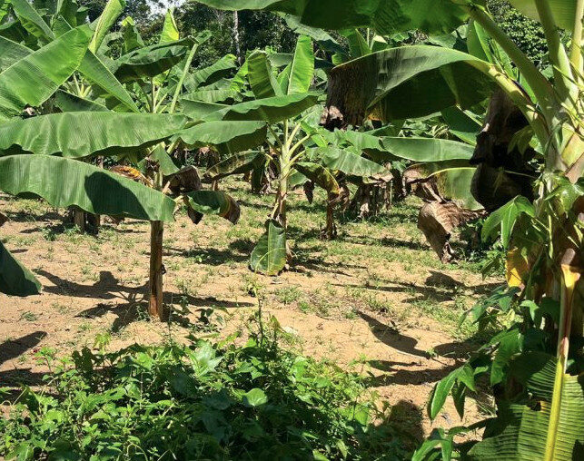 Pesquisa investiga perdas na produção de frutas no Amazonas e propõe soluções para reduzir desperdícios