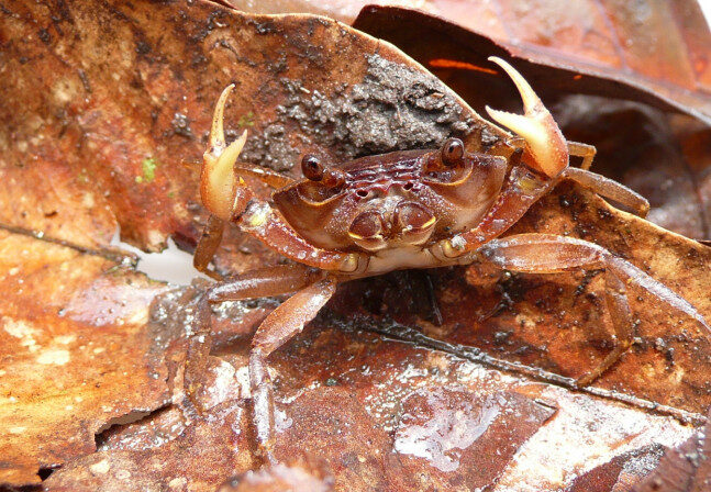um dos crustáceos encontrados na Ufam 