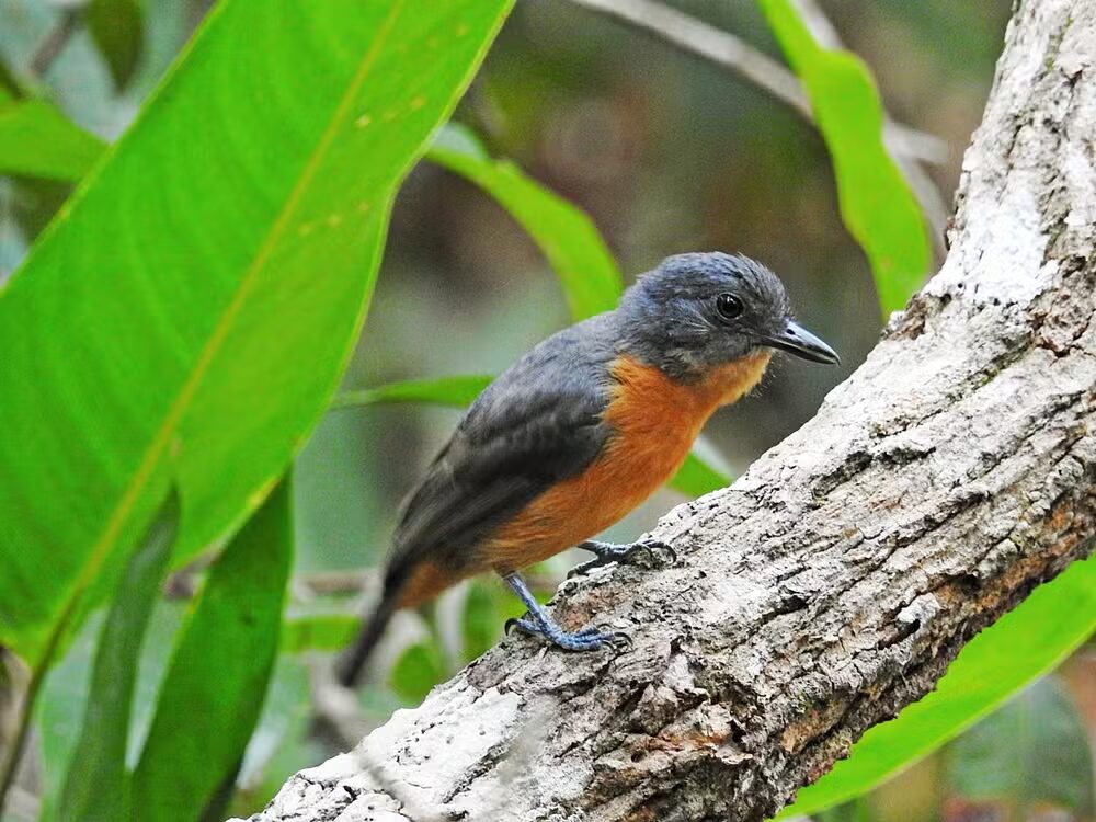 espécies encontradas no acre