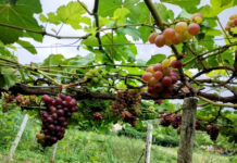 Imagem colorida mostra cultivo de uvas em Caxias, no oeste do Maranhão