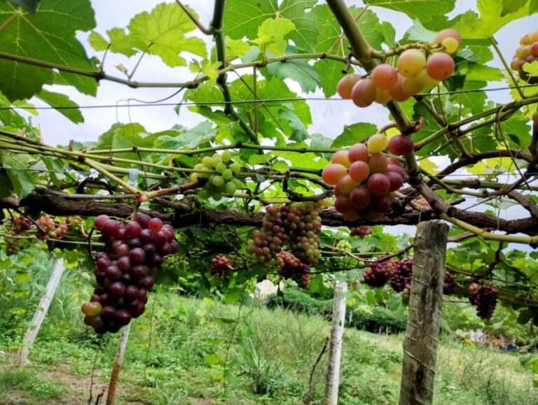 Projetos de cultivo de uvas se expandem na Amazônia Legal