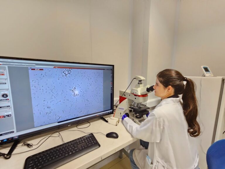 Projeto pioneiro otimiza produção conjunta de espécies amazônicas em agroflorestas