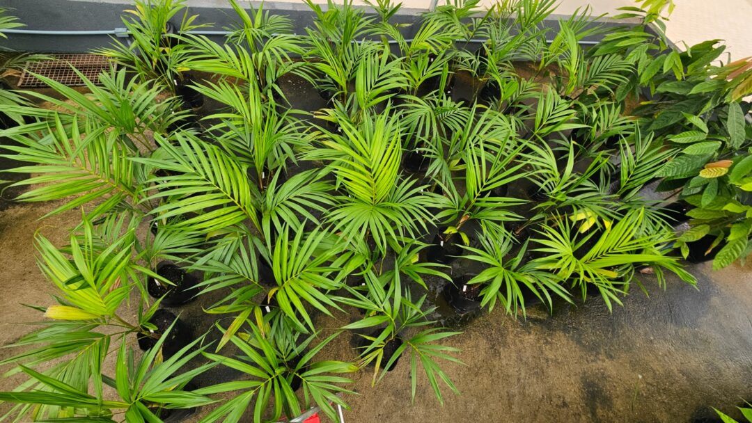 Projeto pioneiro otimiza produção consorciada de espécies amazônicas em agroflorestas