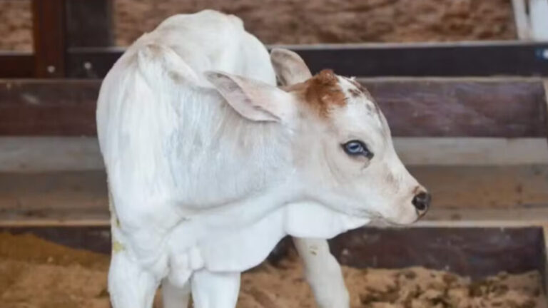 Mascote da Expofeira: bezerra nasce durante evento no Amapá e encanta visitantes