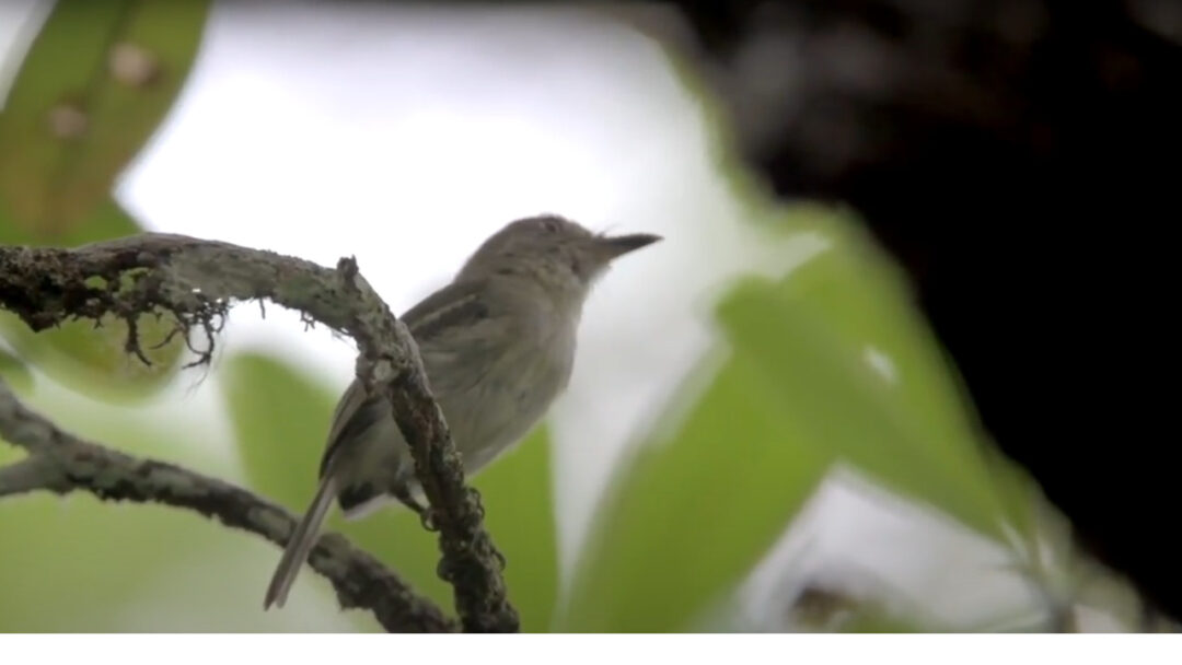 Imagem colorida mostra Maria da Campina em um galho de árvore