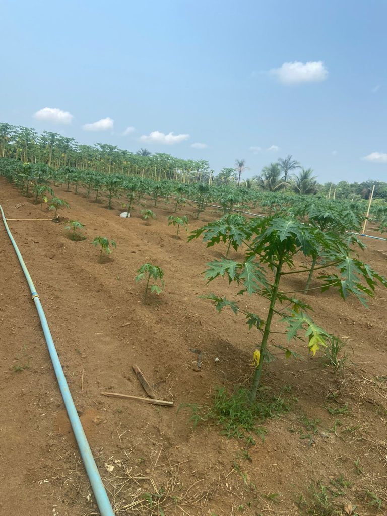 Pesquisa investiga perdas na produção de frutas no Amazonas