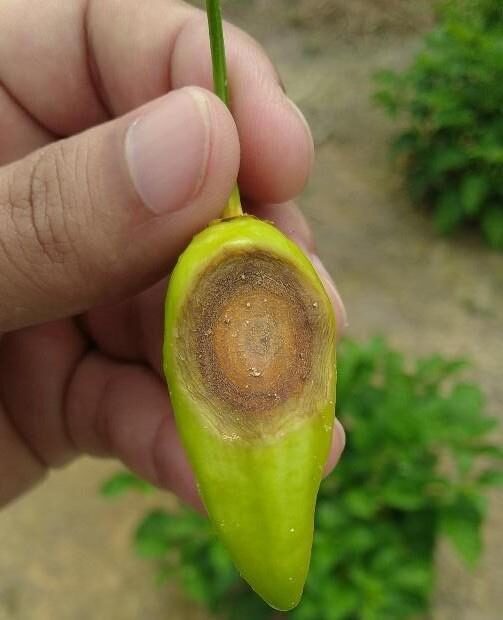 pimenta-de-cheiro com fungo