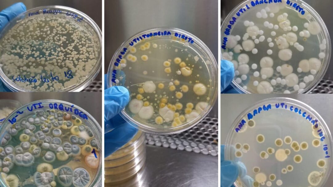 pesquisa cândida esgoto hospitalar manaus