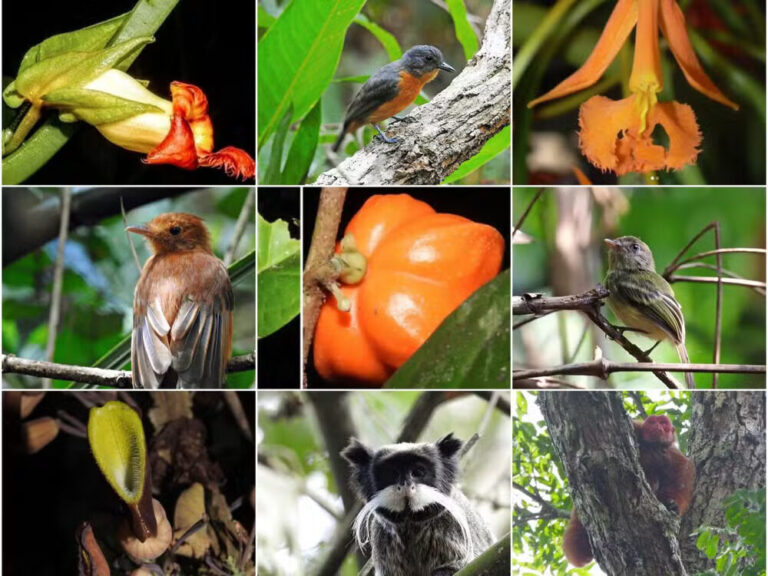 11 espécies da floresta amazônica encontradas no Acre