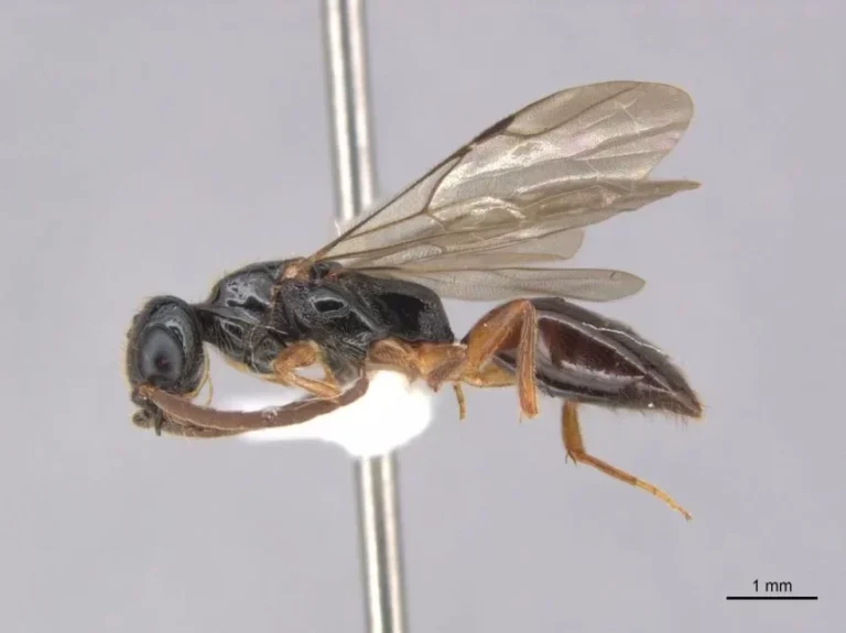 Pesquisadores do Inpa descrevem 33 novas espécies de vespas na Amazônia