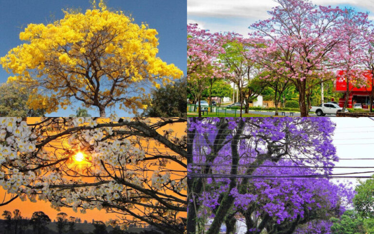 Ipês Amazônicos: florada anuncia estação seca na Amazônia