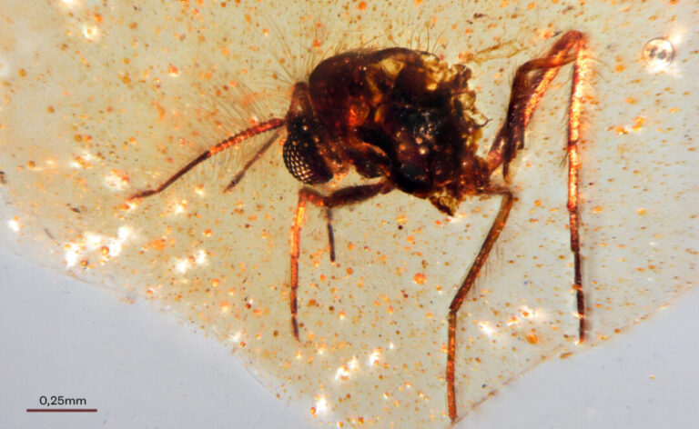 Com mais de 100 milhões de anos, insetos em âmbar revelam floresta tropical no Equador