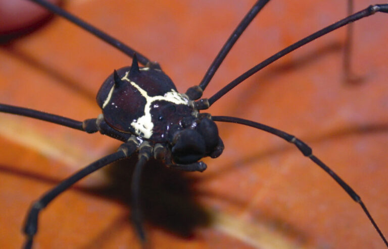 Espécie de opilião encontrada na Amazônia tem machos de dois tipos