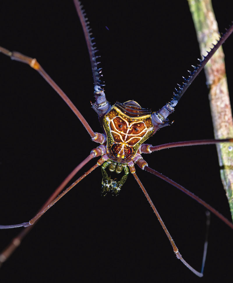 espécie de opilião encontrada na amazônia