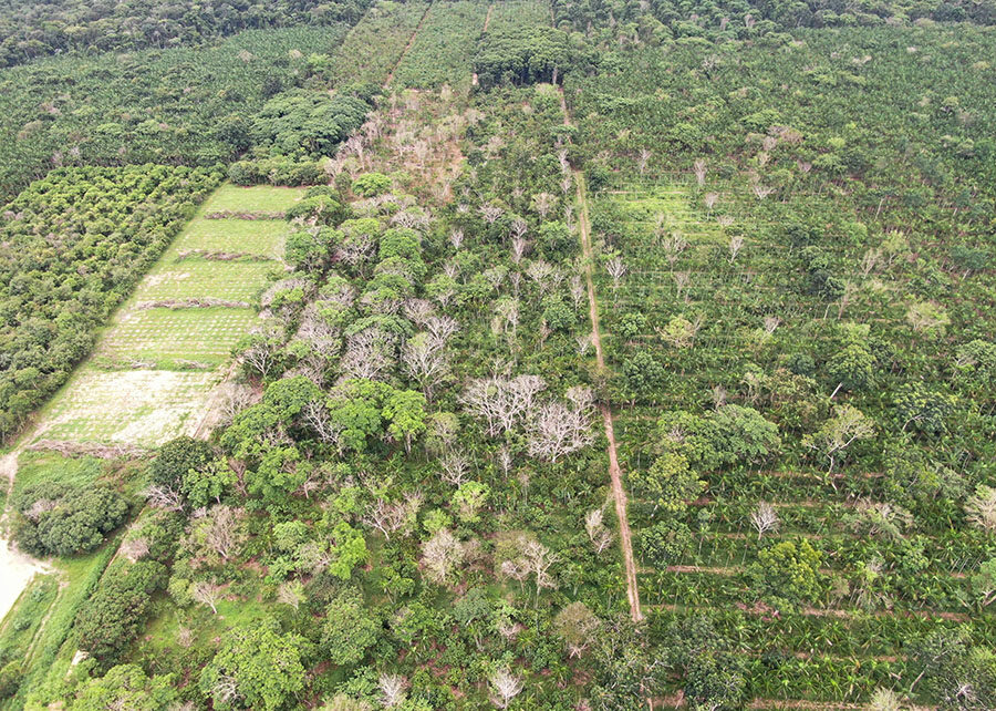 Imagem colorida mostra sistemas agroflorestais na amazônia
