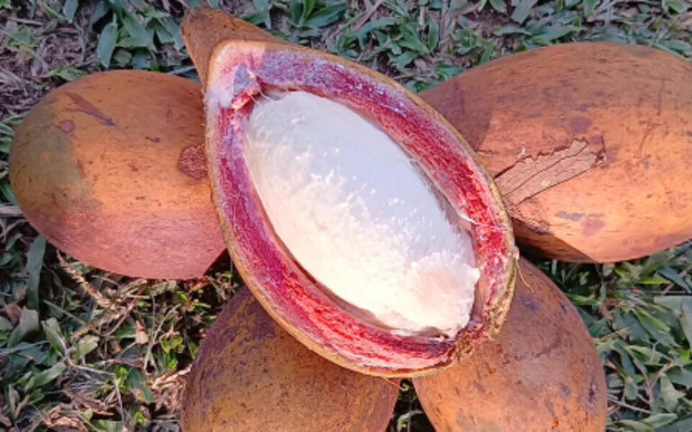 Ucuqui: fruto nativo da Amazônia com potencial alimentar e para a saúde, mas pouco conhecido
