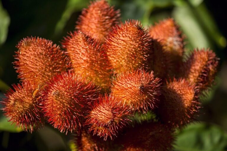 Conheça como é feito o colorau de urucum, popular tempero da culinária amazônica