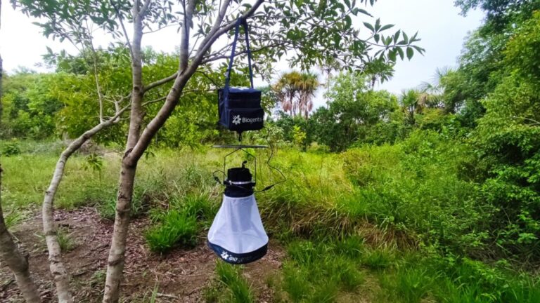 Variante do Aedes aegypti é registrada pela primeira vez na Amazônia