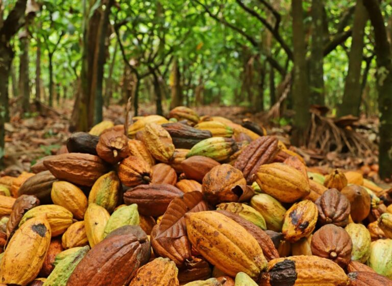 Embrapa contribui com tecnologias avançadas para o desenvolvimento agropecuário sustentável da Amazônia