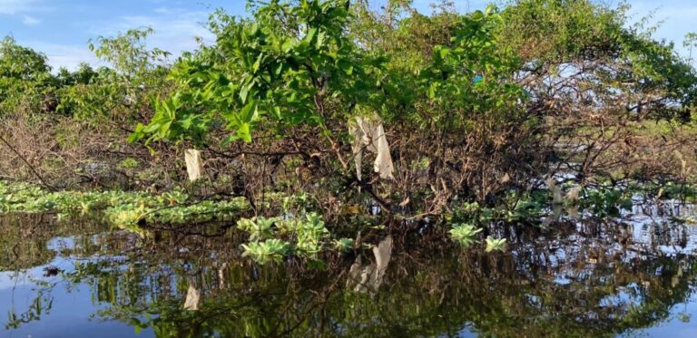 Contaminação por plástico na Amazônia e riscos à saúde de populações preocupam pesquisadores