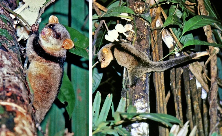 Cuíca-de-colete: marsupial raro no Brasil é encontrado na Amazônia Legal