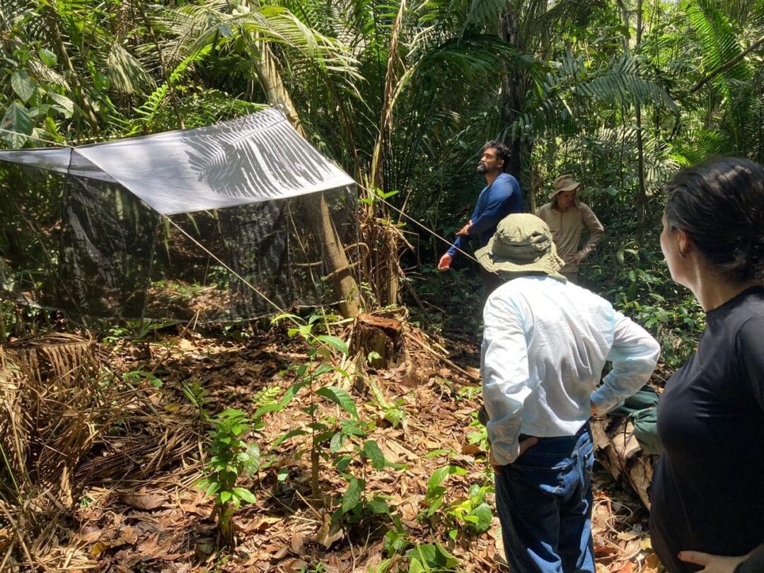 pesquisa doença de chagas acre
