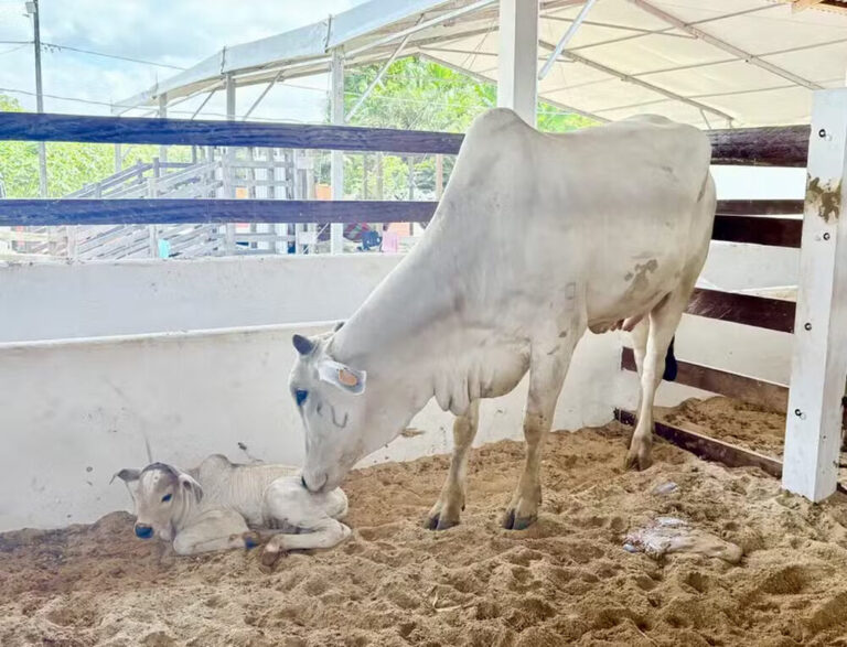 ‘Exposita’: bezerra que nasceu durante a Expofeira do Amapá ganha nome por meio de votação do público