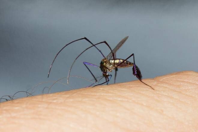 Crescimento de casos de Febre Amarela no Brasil preocupa pesquisadores: eles temem que doença volte a ser transmitida pelo Aedes aegypti